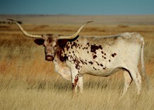 ROUNDUP'S MISS BRINKS