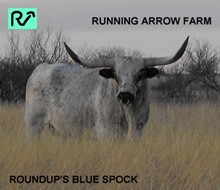 ROUNDUP'S BLUE SPOCK