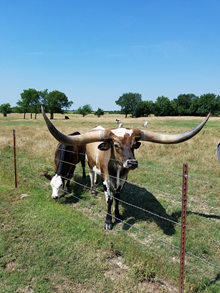 SACRED WHITE BUFFALO