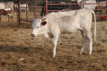 Safari's Snow White SRC
