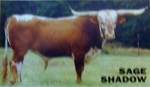 SAGE SHADOW FM138