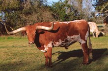 LEGACY'S SSS SAM HOUSTON