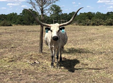 TEXANA HOT PANTS