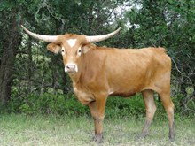RBR SHILOH