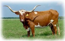 SUPER CINNAMON 567