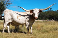 TEXANA RANDY