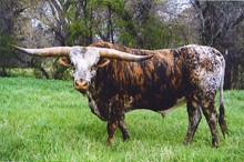 TIGER EYE 710
