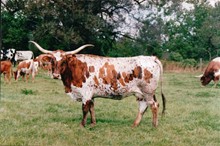 Tularosa