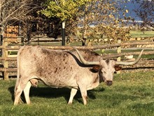 TUMBLEWEED 61