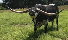 EV ZORRO