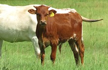 Bull calf (Swagger BCB x KCCI Rio Spur)