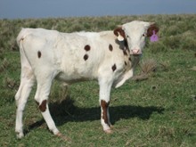 Unnamed BUll 3