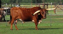 "BAR B Q" Semen