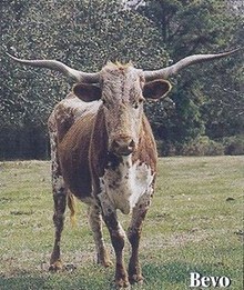 BEVO'S DOT