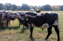 BULL 6/12