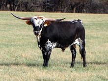 BULL 10/12