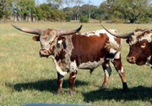BULL 19/12