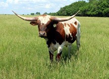BULL 5/12