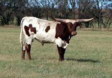 BULL 14/12