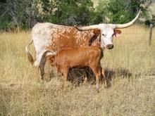 CORTEZ'S SPANISH LADY