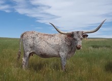 CHEYENNE 77