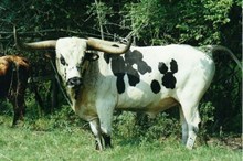 CHEYENNE GRAVES FM44