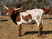 COWGIRL TRAIL