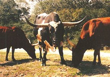B.A. BULL KCC