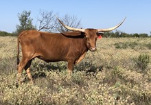 RED Grande Rosita