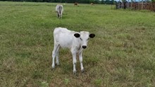 JTW Iron Velvet Heifer 2