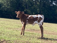 3J Heifer Calf
