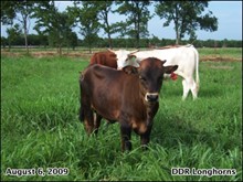 Hip Hop calf