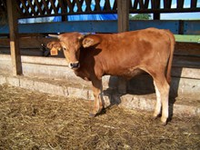 Honey's "STEER" CALF