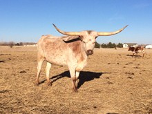WTR COWGIRL DUST