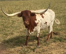 FEY'S JOLENE MAX