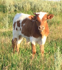Respect Me Not Bull