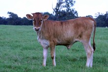 BCR LADY REMINGTON 