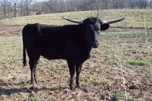 MISS ANNIE BLACK 14