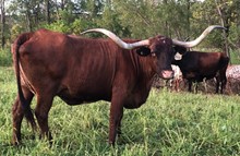 Mi Tierra Vaca 82