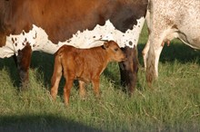 BL PRETTY IN RED BULL CALF