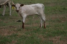 RJF PACIFIC LAURA BULL CALF TAG 172