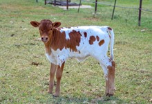 TJD PENELOPE