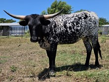 BLACK PEPPERCORN BCB