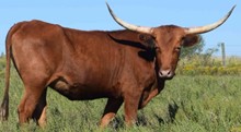 RED COWGIRL 456*