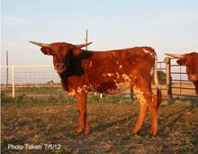 RJL Texas Trail