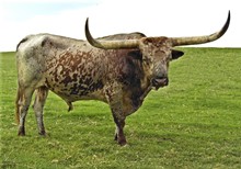 RUMBLE