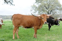 BCR TARI'S SENSATION 529