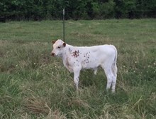 BULL CALF-BL RED RIVER DOTTIE