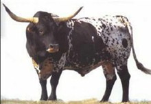 UPPER RANGER