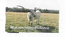 WATSONS INDEPENDENCE